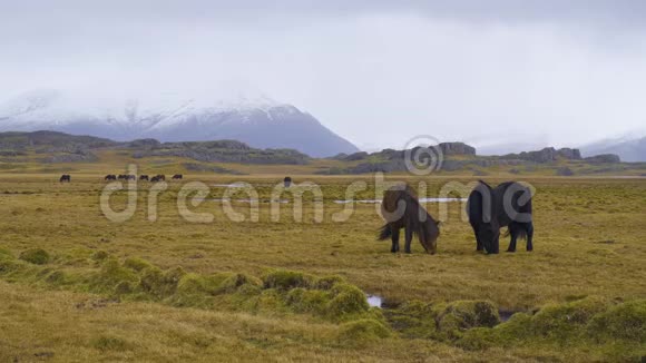 在山上的马冰岛乡村野美马视频的预览图