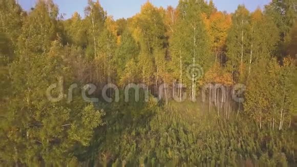 秋天沿着美丽的桦树林飞翔峡谷里的黄桦树空中景观视频的预览图
