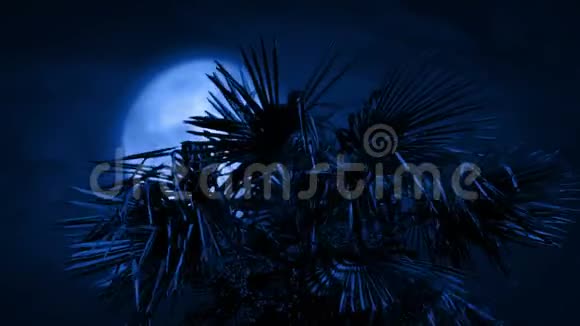 夜晚大风中的棕榈树视频的预览图
