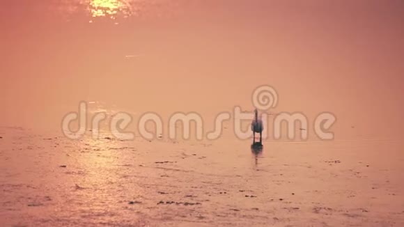 日落时分小白鹭在金色的水里漫步视频的预览图