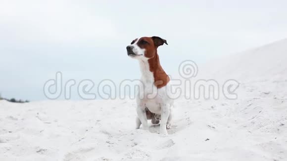 杰克罗塞尔猎犬坐在沙滩上的沙滩上视频的预览图