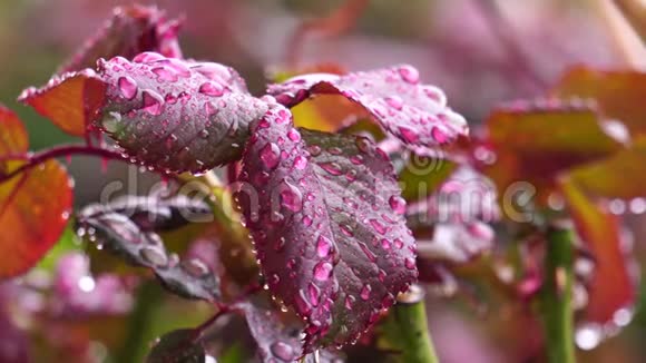 在下雨的日子里用水滴把刚出生的红玫瑰叶子凑近视频的预览图