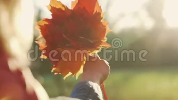 秋园秋黄阳光背景下捧着黄色枫叶的年轻女子视频的预览图