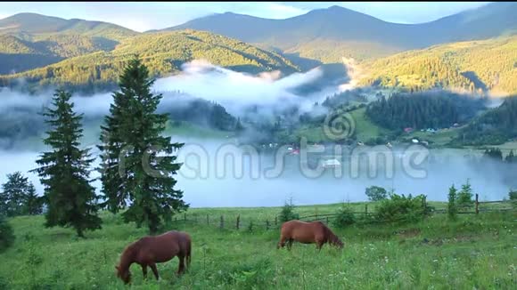 黎明时的山景在山坡上放牧的马和覆盖着雾的小山视频的预览图