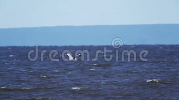 慢动作灰鹭鸟飞过大湖水面一只苍鹭在水面上盘旋形成一股强大的能量视频的预览图