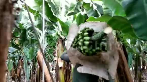 香蕉种植园携带香蕉束的工人视频的预览图