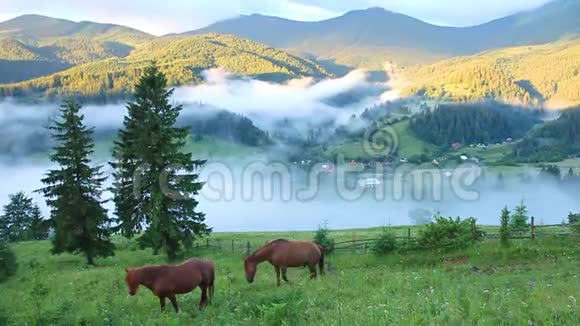 黎明时的山景在山坡上放牧的马和覆盖着雾的小山视频的预览图