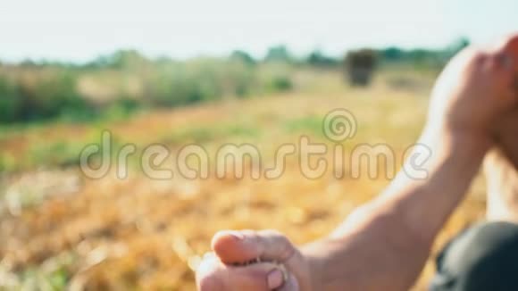 一个人手拉着一颗落在地上的谷物土地背景下农民手中的粮食视频的预览图