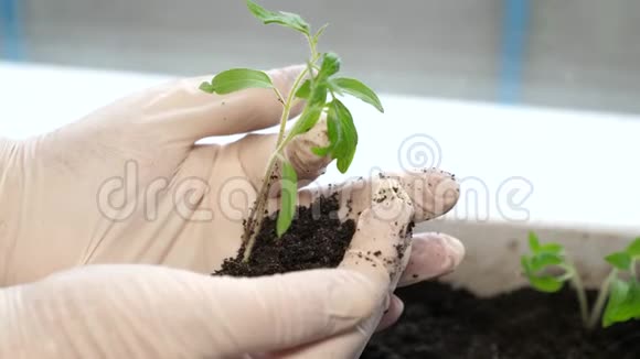在温室里种植幼苗的农民农业苗木的选择绿芽带着泥土雌芽视频的预览图