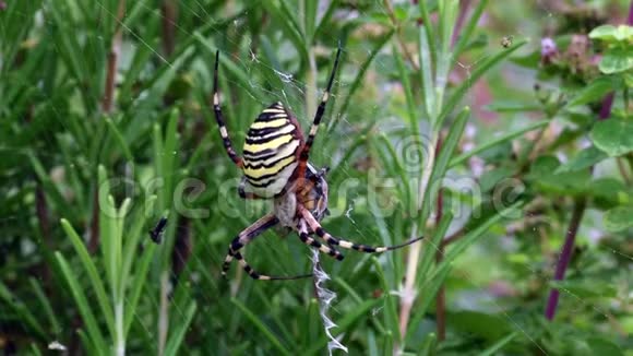 大黄蜂蜘蛛在草地之间的蜘蛛网吃甲虫视频的预览图