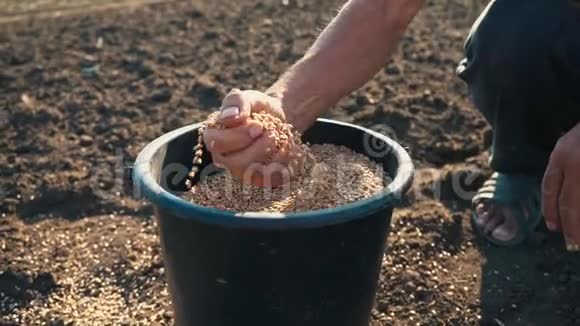 一个人一只勤劳的手从水桶里拿起一只装满谷物的手掌倒回去农民手中的粮食视频的预览图