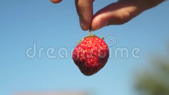 一个农民展示了一个红色草莓与一个裁剪计划在蓝天园丁收集成熟的浆果农民展示视频的预览图