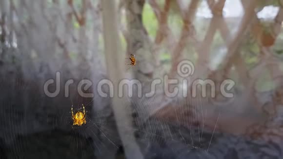 蜡染金网蜘蛛挂在大网上随风摇曳慢动作4k找到了金网蜘蛛视频的预览图