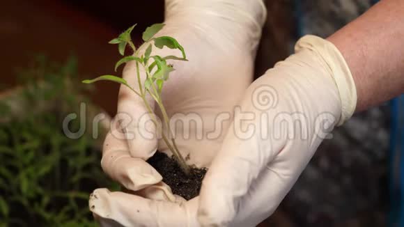 绿芽带着手套的雌性手中的泥土蕃茄苗在园丁手里特写镜头增长视频的预览图