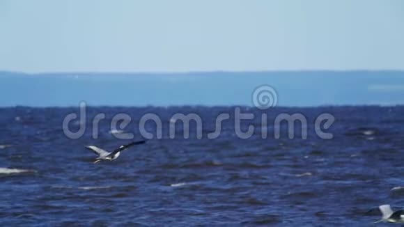 慢动作灰鹭鸟飞过大湖水面一只苍鹭在水面上盘旋形成一股强大的能量视频的预览图