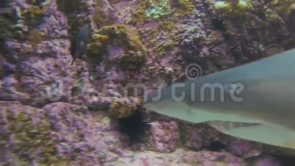 灰护士鲨鱼嘴靠近长尖牙齿又名沙虎鲨视频的预览图