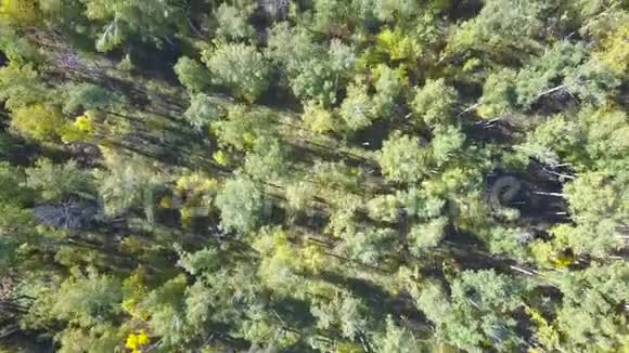 空中飞过美丽的秋天森林秋天乘着绿树林飞越美丽的风景公园视频的预览图