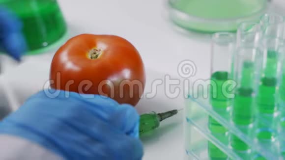 实验室工作人员在番茄中注射农药液体分析转基因食品实验视频的预览图