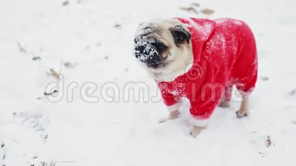 滑稽的狗嘴上有雪在镜头里看穿着圣诞老人套装的小狗的特写肖像圣诞节或视频的预览图