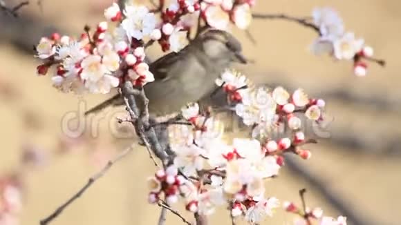 麻雀坐在杏花丛中视频的预览图