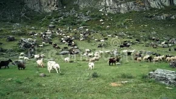 山地山羊在牧场上吃草接近视频的预览图