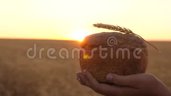 在日落时分女孩手里拿着一捆麦穗的面包特写镜头手里拿着美味的面包视频的预览图