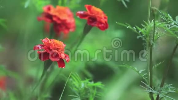美丽的红橙花花园里有水滴淋浴雨中的万寿菊特写动态场景色调视频视频的预览图