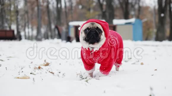 穿着圣诞老人套装的可爱的小狗站在冬天公园的雪地里圣诞快乐新年快乐视频的预览图