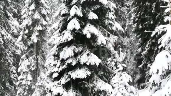 美丽的童话冬季森林与降雪比拉奥帕瓦普拉达杰塞尼基山脉捷克共和国欧洲4k镜头视频的预览图