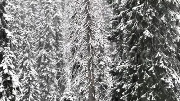 美丽的童话冬季森林降雪比拉奥帕瓦普拉达杰塞尼基山脉捷克共和国欧洲4k镜头视频的预览图