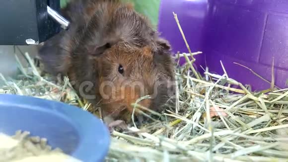 有趣的豚鼠在笼子里吃食物视频的预览图
