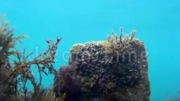 海底的藻类和海草在浅海海底自然光线充足视频的预览图