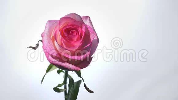 一朵美丽的粉红色玫瑰背景与白色隔离视频的预览图