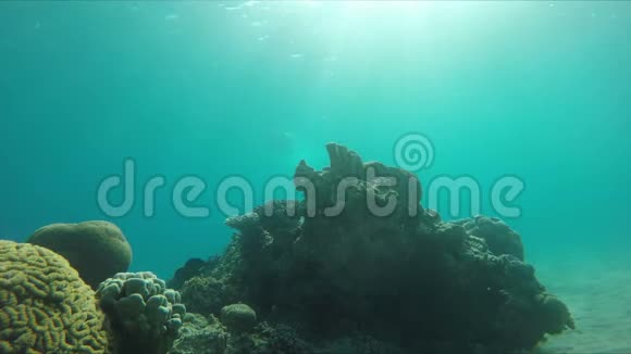 潜水员在阳光下游过珊瑚礁视频的预览图