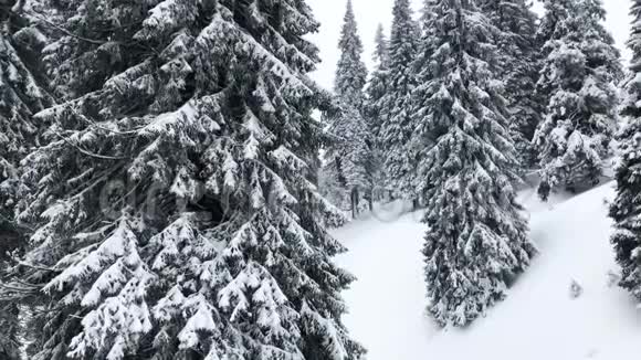美丽的童话冬季森林与降雪比拉奥帕瓦普拉达杰塞尼基山脉捷克共和国欧洲4k镜头视频的预览图