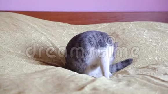 漂亮的猫坐在房间的枕头上视频的预览图