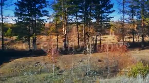 从火车的窗户看秋天的森林视频的预览图