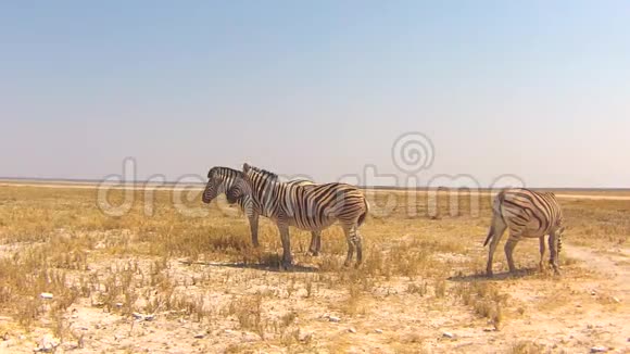 纳米比亚Etosha国家公园的BurchellaZebras视频的预览图