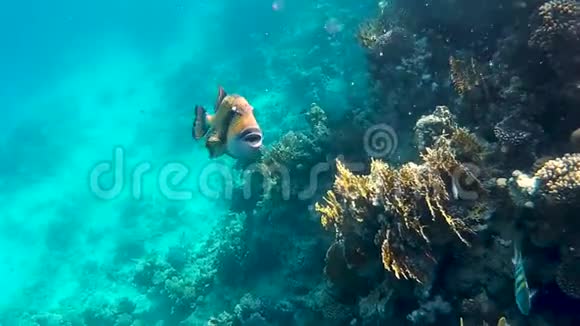 泰坦触发鱼在美丽的珊瑚礁中游泳视频的预览图