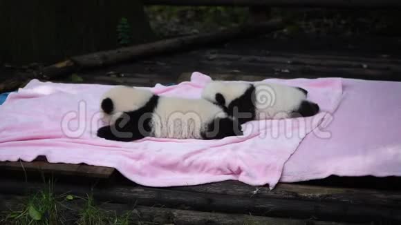 两只刚出生的熊猫在粉红色的毯子上视频的预览图