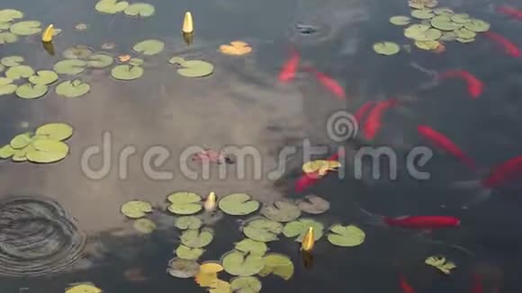 许多花里胡哨的鲤鱼在池塘里游泳从视频的预览图