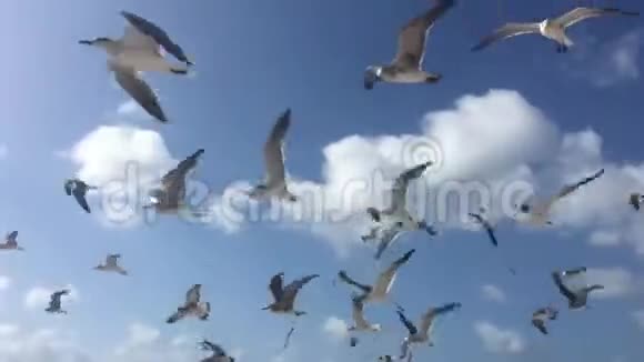 蓝天白云背景下的海鸥飞翔视频的预览图