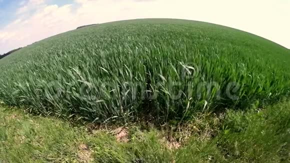 美丽的春天绿黑麦和小麦领域的绿色产业特写草在风中摇曳视频的预览图