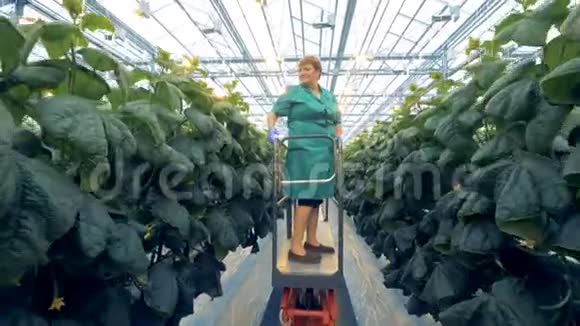 温室工人站在一个移动的平台上经过它检查黄瓜植物视频的预览图