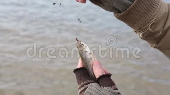 一只小鱼被鱼饵抓住了但它竟然从它的手了出来视频的预览图