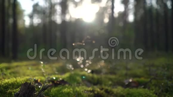 野林中日出或日落阳光阳光透过树叶和树木苔藓草蜘蛛网视频的预览图