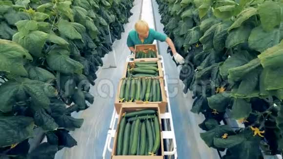 一名雇员在绿色植物中收获黄瓜的过程生态农产品理念视频的预览图