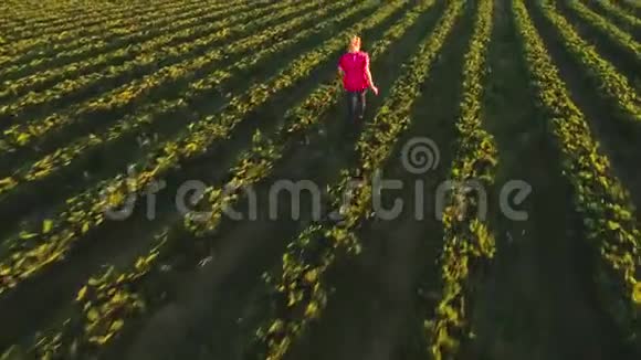 快乐无忧无虑的小女孩在绿色的草莓灌木丛中奔跑从无人驾驶飞机上俯瞰视频的预览图