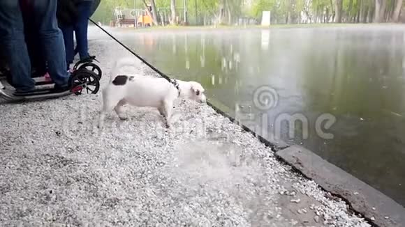 快乐的小狗在玩水视频的预览图