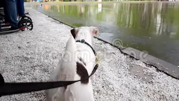 快乐的小狗在玩水视频的预览图